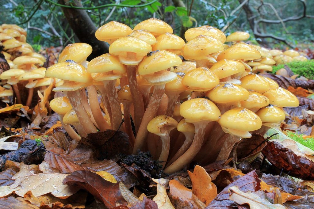 Armillaria_mellea,_Honey_Fungus,_UK_1